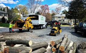 Best Storm Damage Tree Cleanup  in Lakeland Village, CA