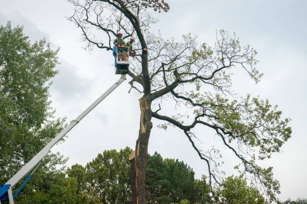 How Our Tree Care Process Works  in  Lakeland Village, CA